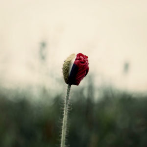 Poppy, bud, close-up, papaver Poppy, bud, close-up, papaver
